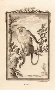 Mona Maymunu, Plate CCLXXII.