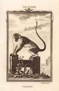 Callitrix Maymunu, Plate CCLXXIII.