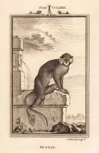 Mustax Maymunu, Plate CCLXXIV.