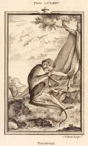 Talapoin Maymunu, Plate CCLXXV.