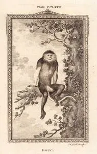 Douc Maymunu, Plate CCLXXVI.