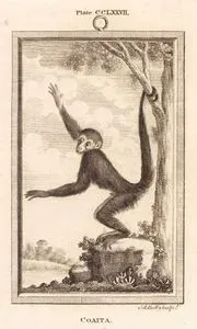Örümcek Maymunu, Plate CCLXXVII.