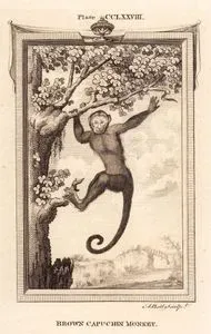 Kahverengi Kapuçin Maymunu, Plate CCLXXVIII.