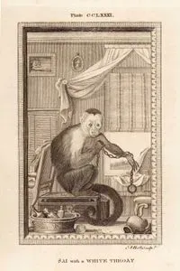 Beyaz Boyunlu Sai (Weeper) Maymunu, Plate CCLXXXI.