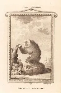 Saki Maymunu Ya da Tilki Kuyruklu Maymun, Plate CCLXXXIII.