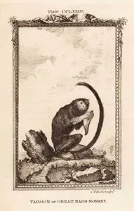 Tamarin Maymunu, Plate CCLXXXIV.