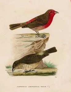 Uzun Gagalı İspinoz