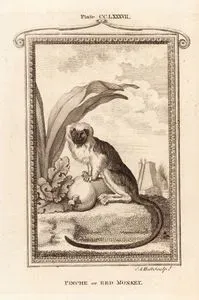 Pinche Maymunu Ya da Kırmızı Maymun, Plate CCLXXXVII.