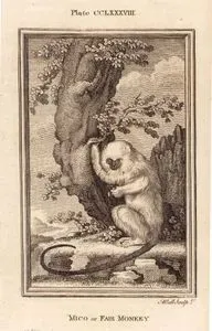 Mico Maymunu, Plate CCLXXXVIII.