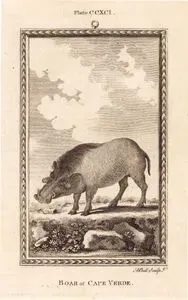 Yeşil Burun (Cape Verde) Adası Yaban Domuzu, Plate CCXCI.