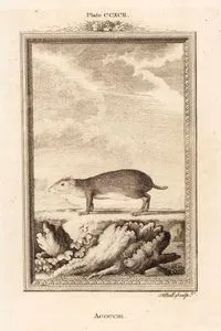 Akuçi, Plate CCXCII.