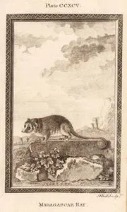 Madagaskar Faresi, Plate CCXCV.