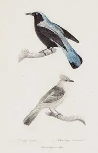 Filipin Drongosu (Balicassiao)-Tepeli Gallito (Tepeli Piliç Tapakolası)