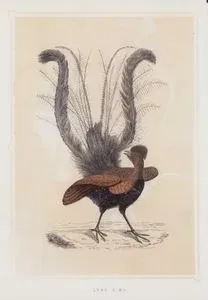 Lir Kuşu
