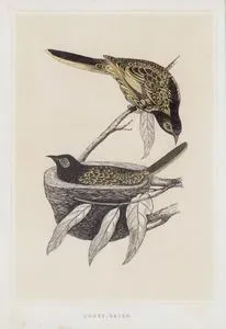 Balcıgiller (Meliphagidae)
