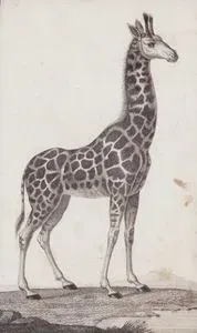 Zürafa