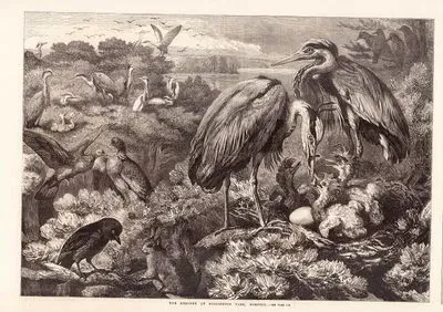 Norfolk, Didlington Parkda Bulunan Balıkçıl Kuşları