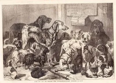 Kayıp ve Aç Köpekler Evi (Barınak), Hollingsworth Caddesi, İslington, Londra