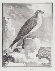 Balık Kartalı (Pandion Haliaetus) (I.Cilt, II.Plate, Sayfa 110)