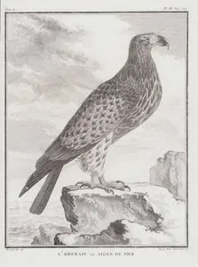 Deniz Kartalı (I.Cilt, III.Plate, Sayfa 122)