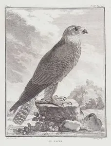 Ulu Dogan (Falco Cherrug) (I.Cilt, XIV.Plate, Sayfa 248)