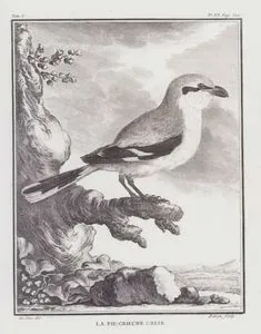 Büyük Örümcek Kuşu (Lanius Excubitor) (I.Cilt, XX.Plate, Sayfa 300)