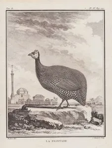Gine Tavuğu (Beçtavuğu, Afrika Tavuğu, Mısır Yavuğu, Miğferli Beç -Numida Meleagris) (II.Cilt, IV.Plate, Sayfa 190)