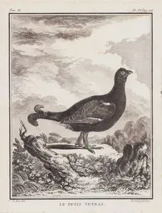 Kara Orman Tavugu (Lyrurus Tetrix) (II.Cilt, VI.Plate, Sayfa 226)