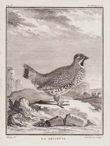 Disi Orman Tavugu (Tetrao Tetris) (II.Cilt, VII.Plate, Sayfa 240)