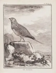 Kılkuyruk Bağırtlak (Kılkuyruk Step Tavuğu, İnce Kuyruklu Kum Tavuğu-Pterocles Alchata) (II.Cilt, VIII.Plate, Sayfa 250)