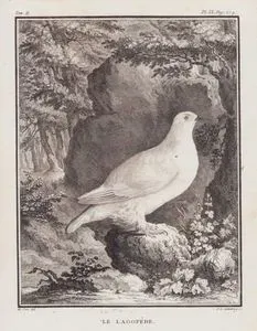 Dağ Kartavuğu (Lagopus Muta) (II.Cilt, IX.Plate, Sayfa 274)