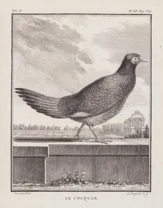 Sülün (Phasianus Colchicus Hybridus) (II.Cilt, XII.Plate, Sayfa 354)