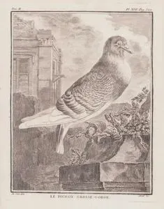 Kursağını Sişiren (Balon) Güvercin (Boyun Guvercini) (II.Cilt, XVII.Plate, Sayfa 522)