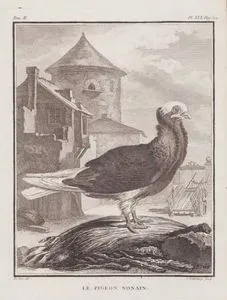Nonain (Jacobin) Güvercini (Columba Cucullata Jacobina) (II.Cilt,  XIX.Plate, Sayfa 522)