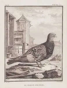 Polonya Guvercini (II.Cilt, XX.Plate, Sayfa 522)
