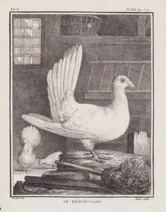 Tavus Kuşu Güvercin (II.Cilt, XXII.Plate, Sayfa 522)