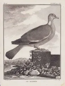 Tahtali Guvercin (Columba Palumbus) (II.Cilt, XXIV.Plate, Sayfa 536)
