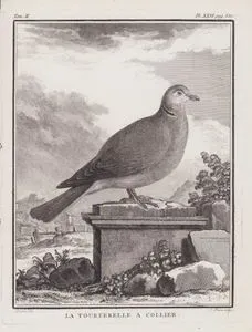 Kırmızı Gözlü Kumru (Streptopelia Semitorquata) (II.Cilt, XXVI.Plate, Sayfa 550)