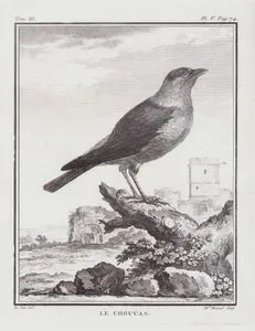 Küçük Karga (Corvus Monedula) (III.Cilt, V.Plate, Sayfa 74)