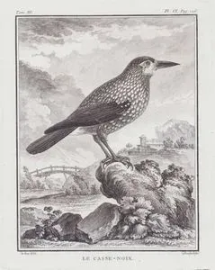 Göknar Kargası (Benekli Fındıkkıran Kuşu, Çin Fındıkkıran Kuşu-Nucifraga Caryocatactes) (III.Cilt, IX.Plate, Sayfa 126)
