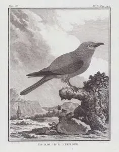 Gökkuzgun (Coracias Garrulus) (III.Cilt X.Plate)