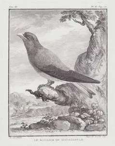 Erguvani Gökkuzgun (Geniş Gagalı Gökkuzgun-Eurystomus Glaucurus) (III.Cilt, XI.Plate, Sayfa 150)