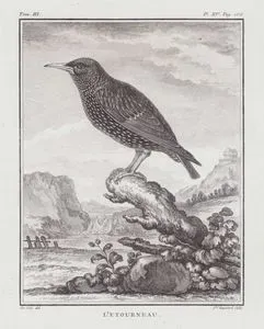 Sığırcık (Sturnus Vulgaris) (III.Cilt, XV.Plate, Sayfa 186)