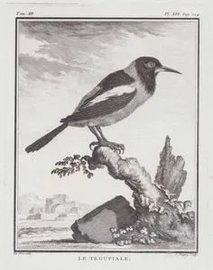 Venezüela Turpiyalı (Venezuela Ulusal Kuşu-İcterus icterus) (III.Cilt, XVI.Plate, Sayfa 204)