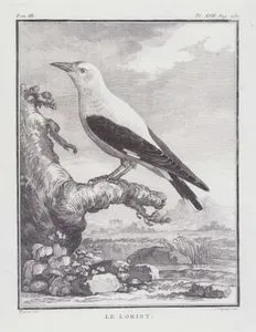 Sarıasma Kuşu (Oriolus Oriolus) (III.Cilt, XVII.Plate, Sayfa 260)