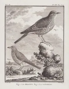 Ökse Ardıcı (Turdus Viscivorus) (Fig.1)-Tarla Ardıç Kuşu (Turdus Pilaris) (Fig.2) (III.Cilt, XIX.Plate, Sayfa 304)