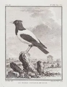 Alasığırcık (Pastor Roseus) (III.Cilt, XXII.Plate, Sayfa 350)