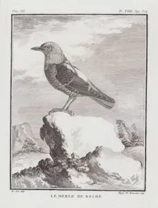 Taşkızılı (Kaya Ardıç Kuşu-Monticola Saxatilis) (III.Cilt, XXIII.Plate, Sayfa 354)