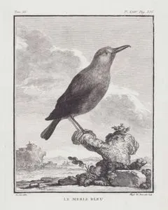 Gökardıç (Monticola Solitarius) (III.Cilt, XXIV.Plate Sayfa 356)