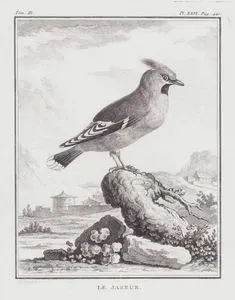 Sedir İpekkuyruğu (İpekkuyruk-Bombycilla Cedrorum) (III.Cilt, XXVI.Plate, Sayfa 440)
